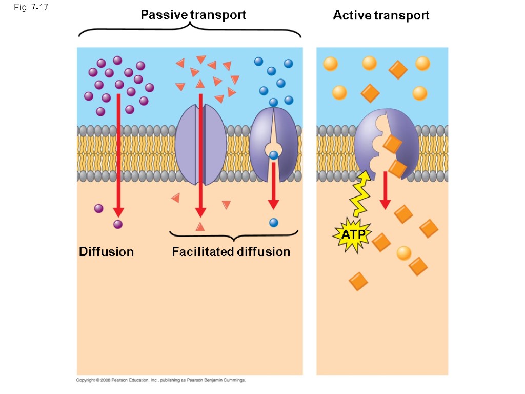 Fig. 7-17 Passive transport Diffusion Facilitated diffusion Active transport ATP